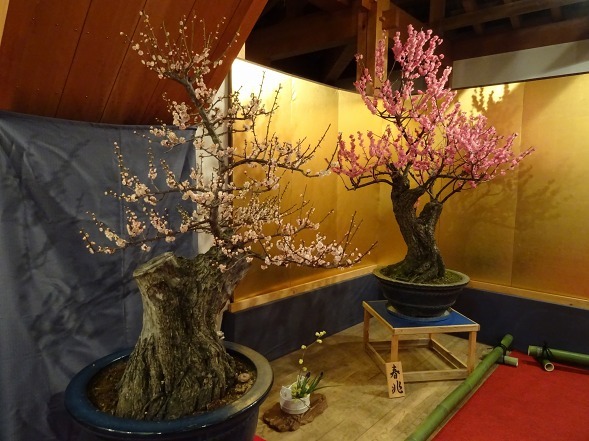 大和郡山の盆梅展_b0299042_09132339.jpg