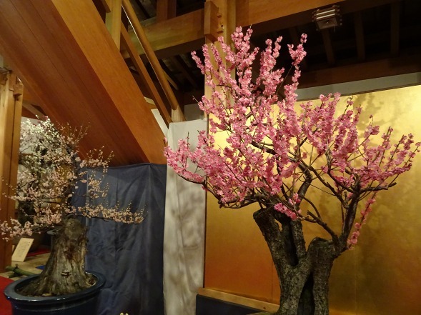 大和郡山の盆梅展_b0299042_09132996.jpg