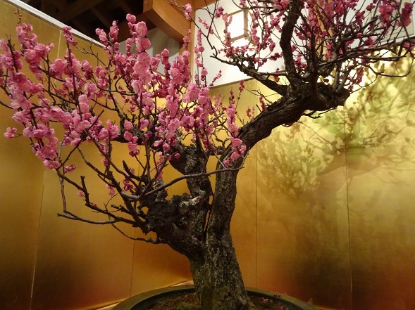 大和郡山の盆梅展_b0299042_09133575.jpg