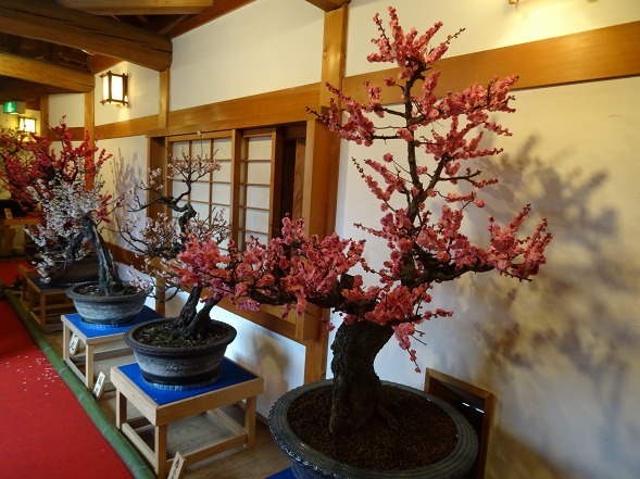 大和郡山の盆梅展_b0299042_09134913.jpg