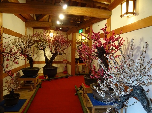 大和郡山の盆梅展_b0299042_09135465.jpg