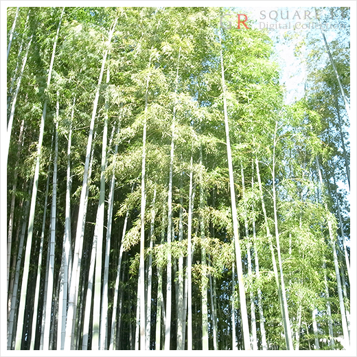 豪徳寺_b0049843_14492370.jpg