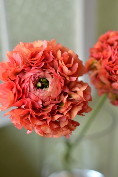 ラナンキュラス ポンポンミネルバ と和バラ 葵 七 のフラワーアレンジメント 花色 あなたの好きなお花屋さんになりたい
