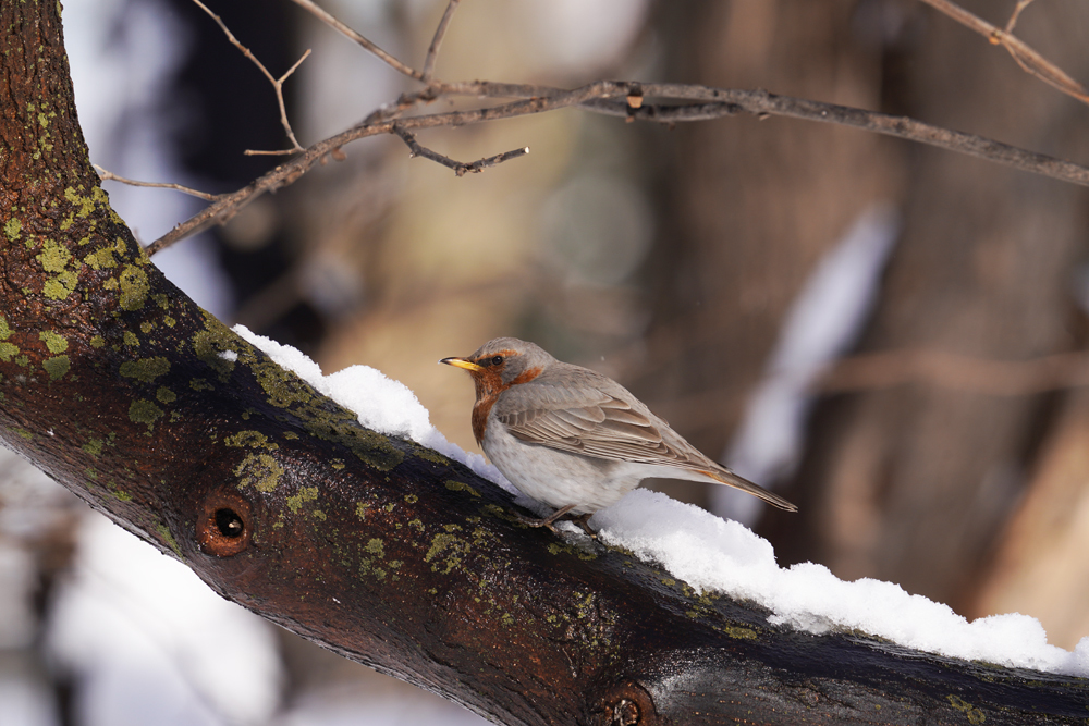 ノドアカツグミ　α7R4+FE200-600G+SEL14TC_d0067451_11101018.jpg