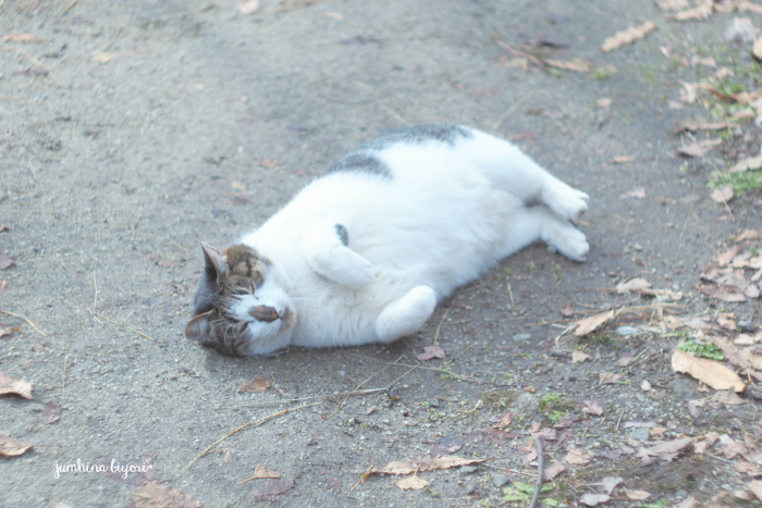 ゴロにゃん。_e0268051_20141916.jpg