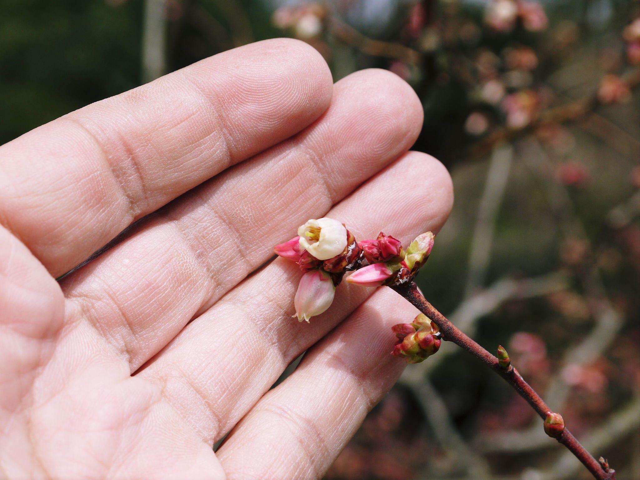 ブルーベリーの開花2020 今年も順調に成長中ですが、新たな敵?出現⁉_a0254656_17031261.jpg