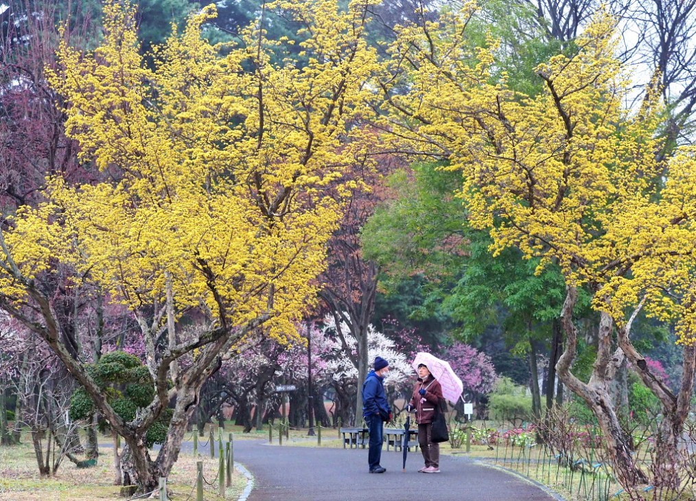 サンシュユの古木と梅の花 ほか_c0305565_17425706.jpg