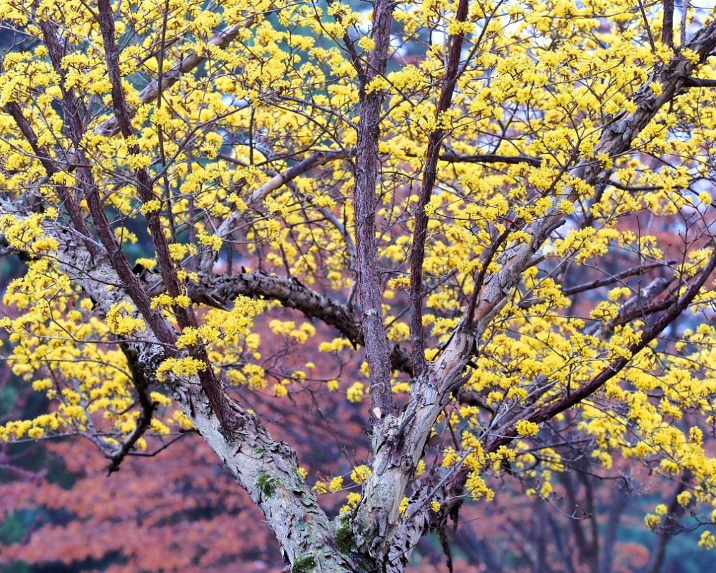 サンシュユの古木と梅の花 ほか 星の小父さまフォトつづり