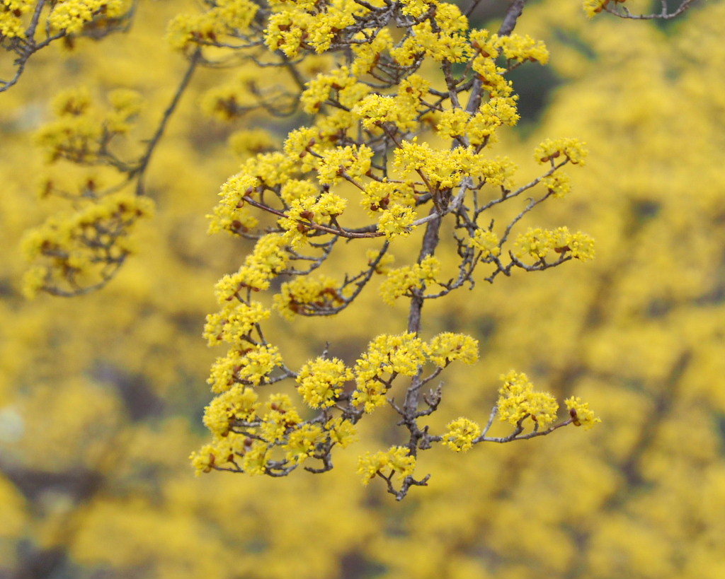サンシュユの古木と梅の花 ほか_c0305565_17441881.jpg