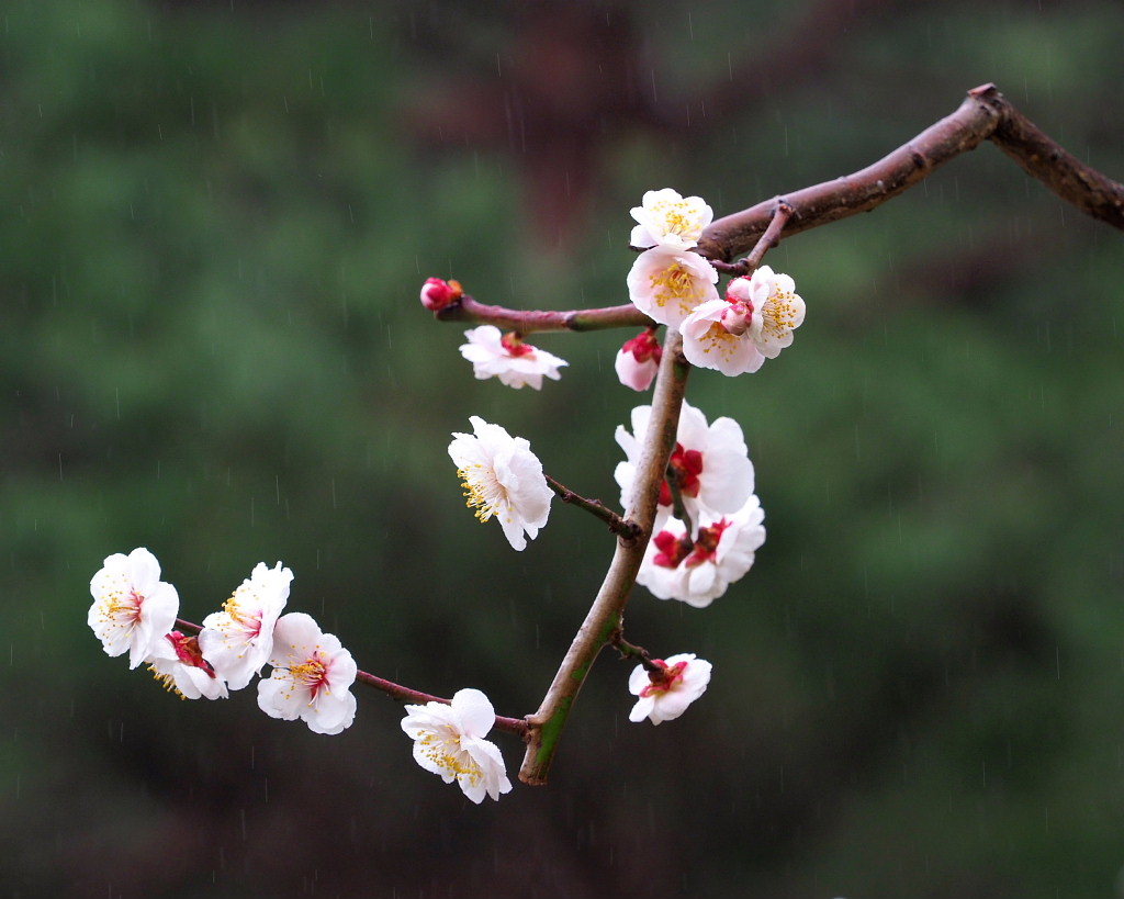 サンシュユの古木と梅の花 ほか_c0305565_17444247.jpg