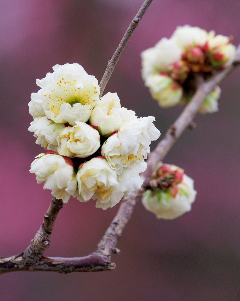 サンシュユの古木と梅の花 ほか_c0305565_17445520.jpg