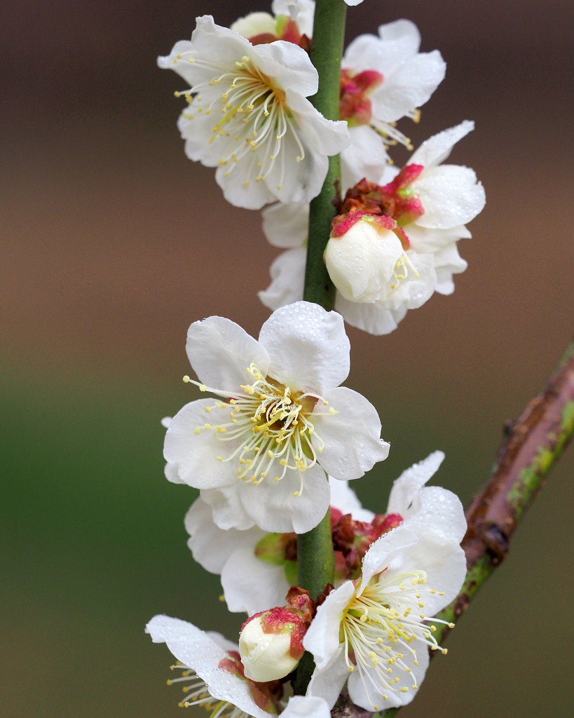 サンシュユの古木と梅の花 ほか_c0305565_17450911.jpg