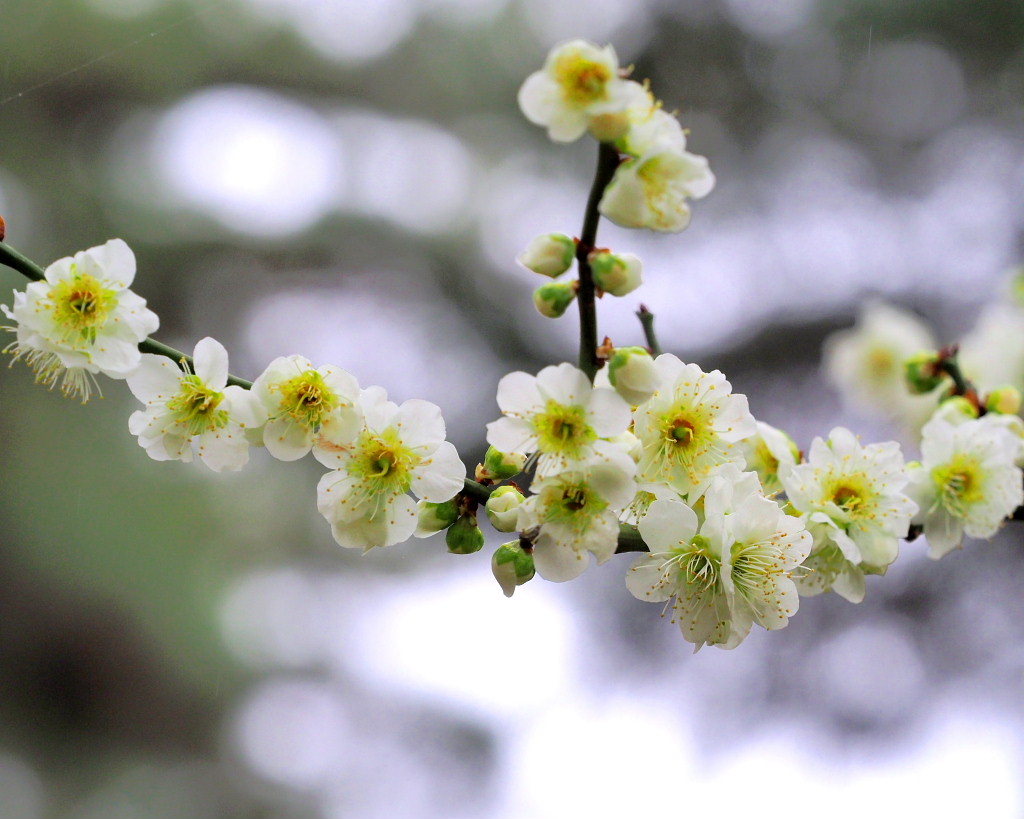 サンシュユの古木と梅の花 ほか_c0305565_17452182.jpg