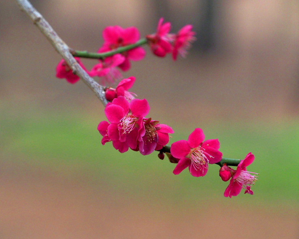 サンシュユの古木と梅の花 ほか_c0305565_17453516.jpg