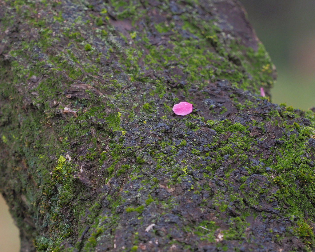 サンシュユの古木と梅の花 ほか_c0305565_17454974.jpg