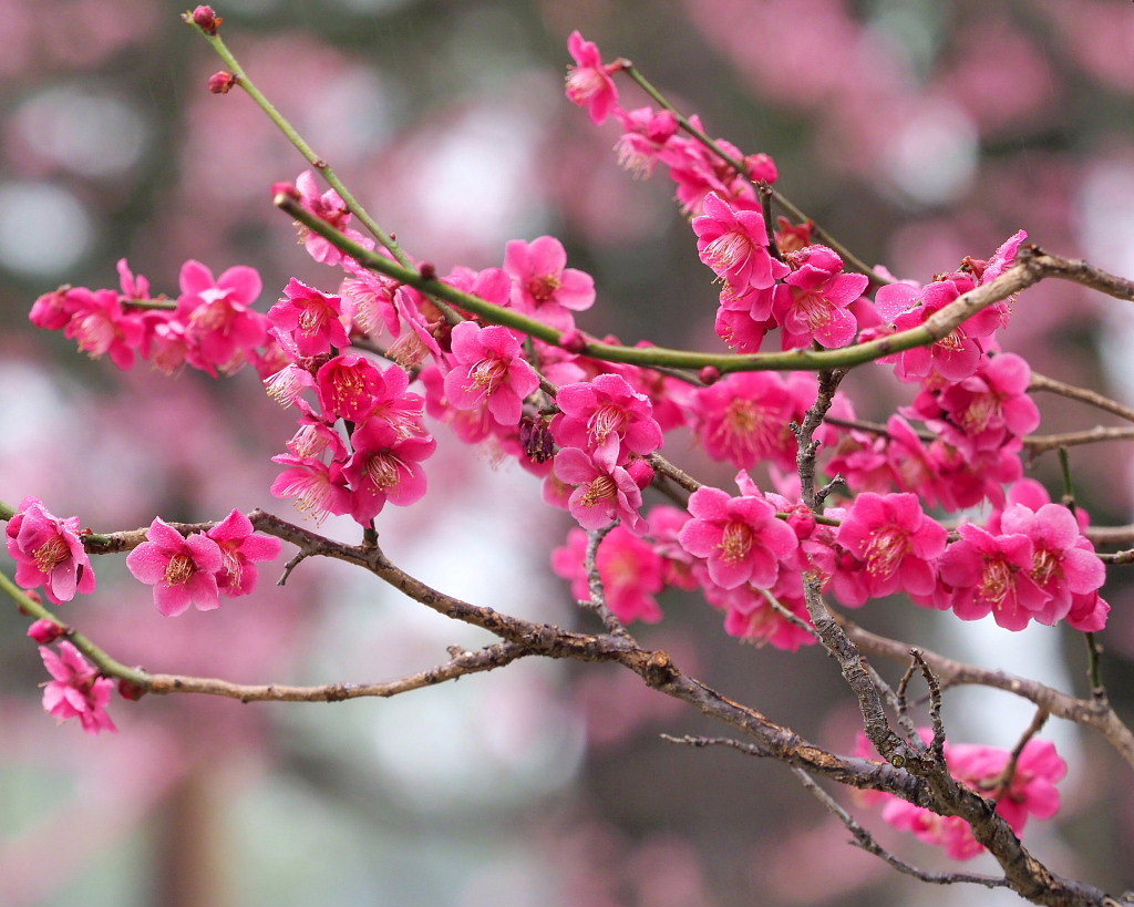 サンシュユの古木と梅の花 ほか_c0305565_17460315.jpg