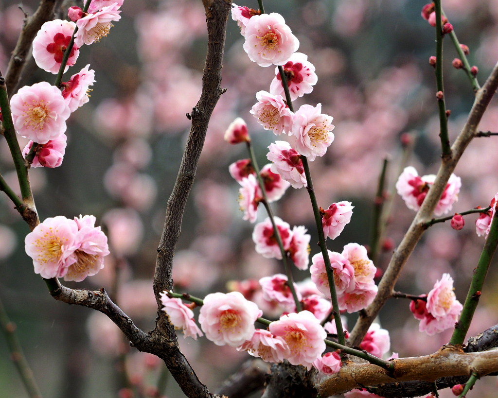 サンシュユの古木と梅の花 ほか_c0305565_17461547.jpg