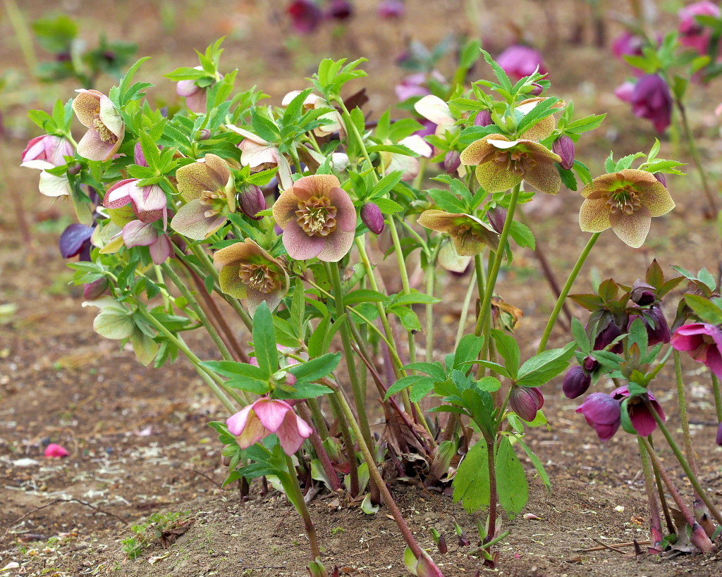 サンシュユの古木と梅の花 ほか_c0305565_17463949.jpg