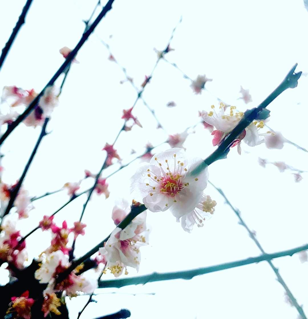 3月子育て支援の教室 お休みのおしらせ_c0366378_13062003.jpg