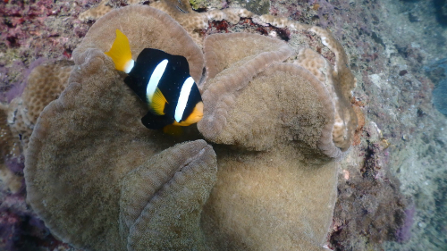 こんな時はお魚のお勉強(*^_^*)_f0144385_12543276.jpg