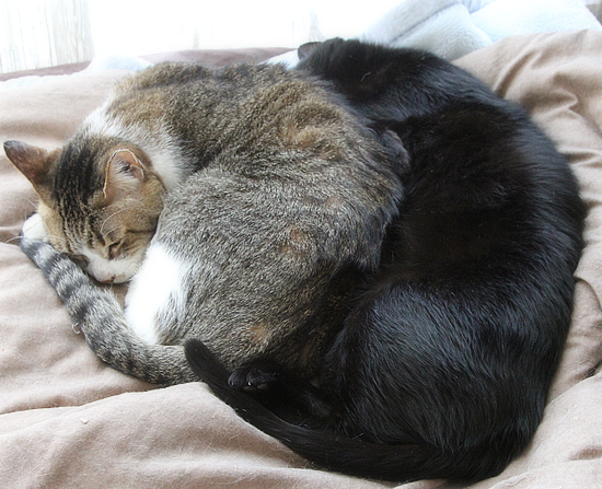 変形猫団子_a0389088_07423122.jpg