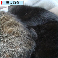 変形猫団子_a0389088_07423192.jpg