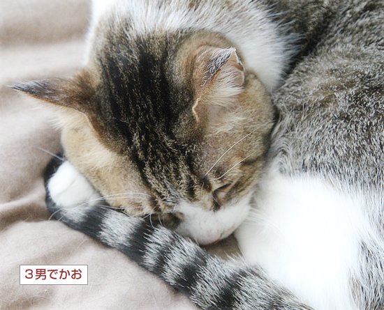 変形猫団子_a0389088_07423211.jpg