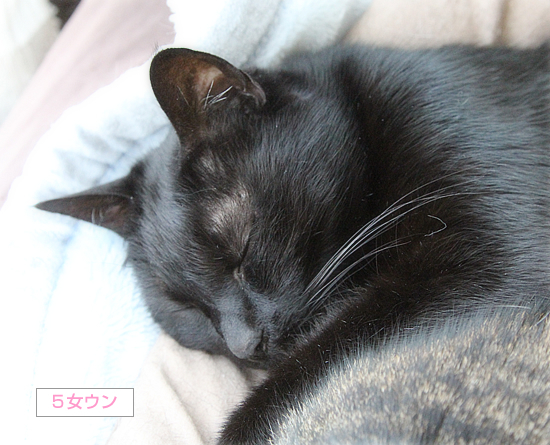 変形猫団子_a0389088_07423293.jpg