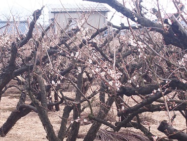 かめだの梅~20200305~_a0045293_15305349.jpg