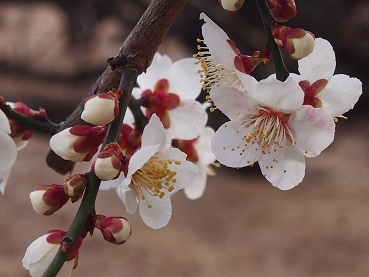 かめだの梅~20200305~_a0045293_15310221.jpg