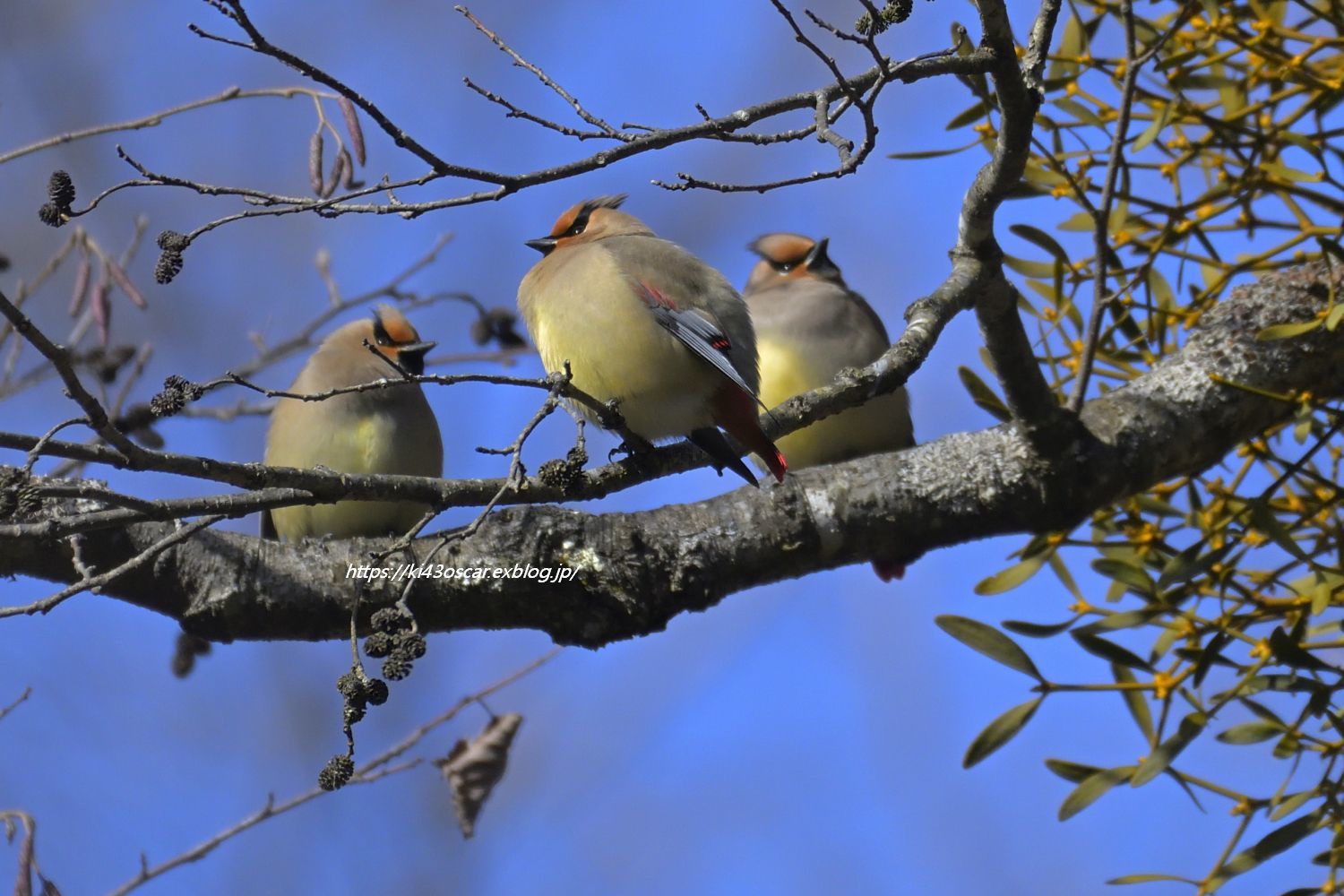 電線に スズメが三羽止まってた Olive Drab