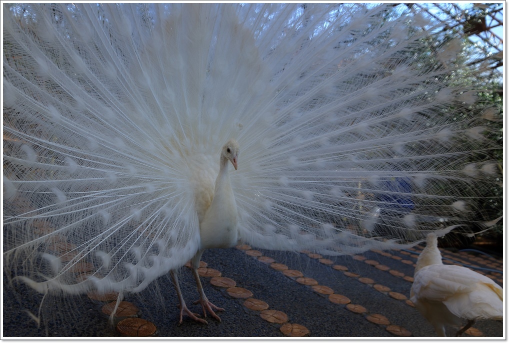 白孔雀 : ハチミツの海を渡る風の音