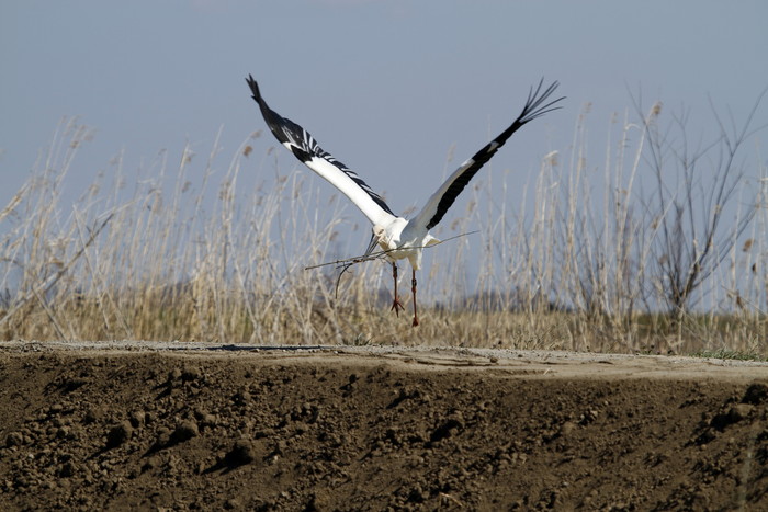 コウノトリ　（春ですね？）その3最終前半（巣材運び）ガンバレ‼_f0239515_17572274.jpg