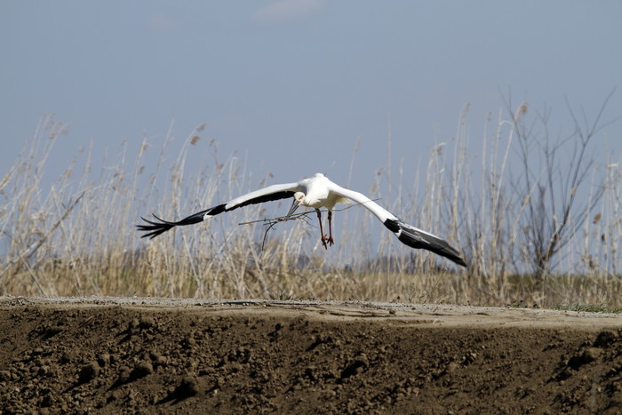 コウノトリ　（春ですね？）その3最終前半（巣材運び）ガンバレ‼_f0239515_17573988.jpg