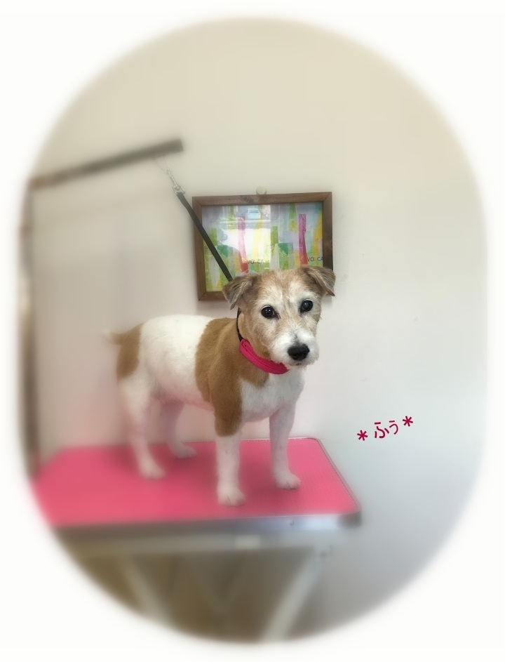 ふぅちゃん_a0315823_19494556.jpg