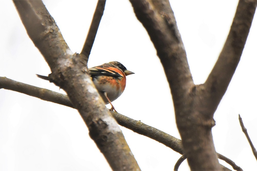 お山の鳥さん②アトリさん_b0405327_16283410.jpg