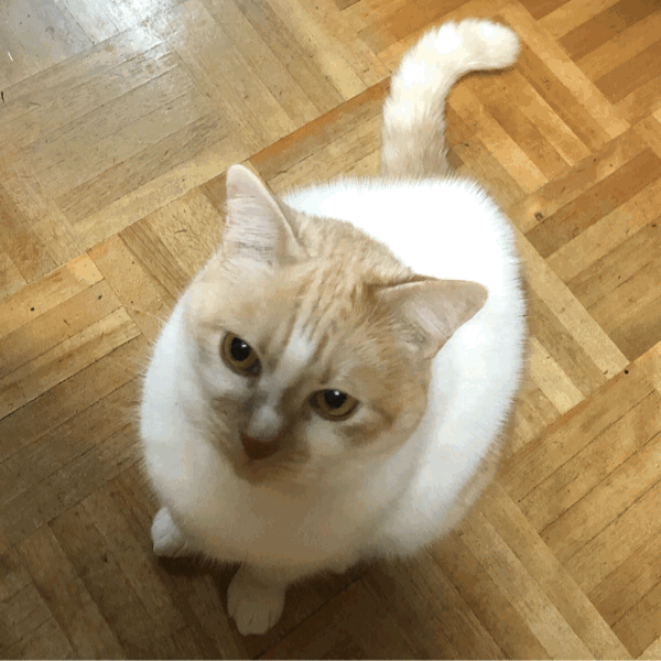 英語:ロマンス詐欺に出会った話_d0085254_09560562.gif