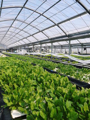 水耕栽培の新鮮野菜 無農薬栽培の生野菜!新商品!「グリーンクリスピー」の販売に向けて!_a0254656_17061896.jpg