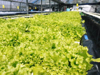 水耕栽培の新鮮野菜 無農薬栽培の生野菜!新商品!「グリーンクリスピー」の販売に向けて!_a0254656_17104649.jpg