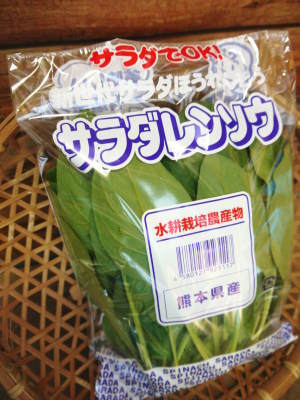 水耕栽培の新鮮野菜 無農薬栽培の生野菜!新商品!「グリーンクリスピー」の販売に向けて!_a0254656_17134600.jpg