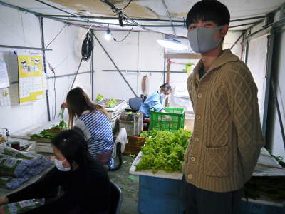 水耕栽培の新鮮野菜 無農薬栽培の生野菜!新商品!「グリーンクリスピー」の販売に向けて!_a0254656_17265619.jpg
