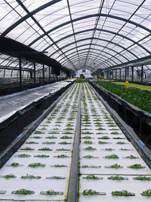 水耕栽培の新鮮野菜 無農薬栽培の生野菜!新商品!「グリーンクリスピー」の販売に向けて!_a0254656_17321631.jpg