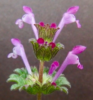 ホトケノザ シソ科 開放花 閉鎖花 仏の座 Lamium Amplexicaule 自然感察 Nature Feeling