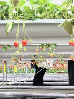 コロナ旋風で滅茶苦茶や_f0256164_14195705.jpg