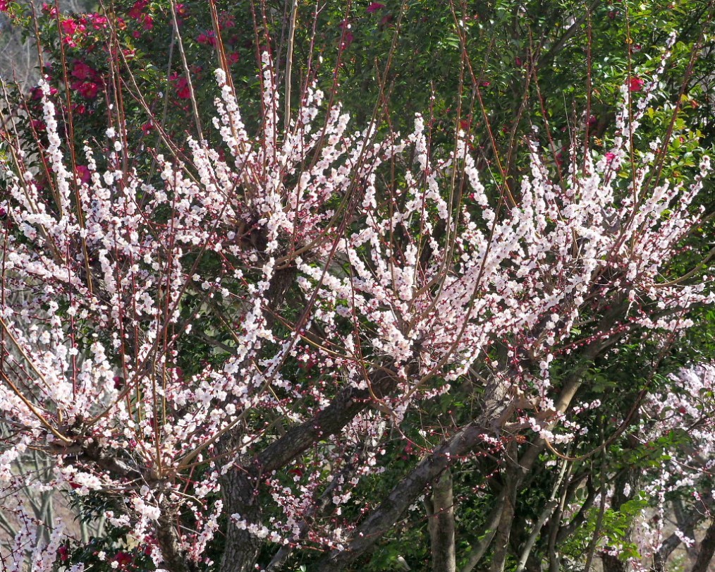 アンズの花をタップリと ほか_c0305565_17425429.jpg