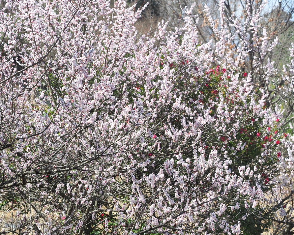アンズの花をタップリと ほか_c0305565_17431852.jpg