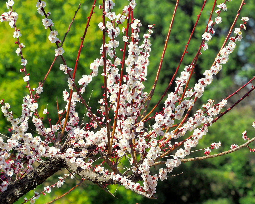 アンズの花をタップリと ほか_c0305565_17433592.jpg