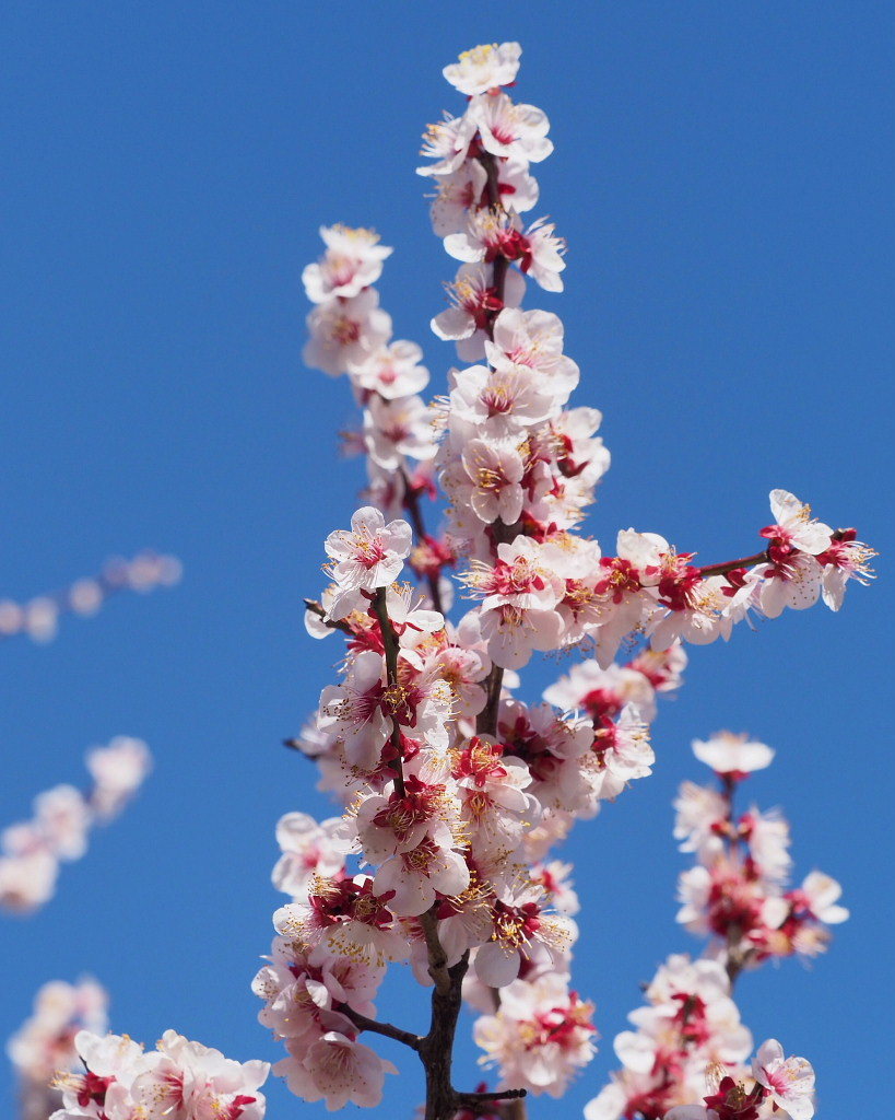 アンズの花をタップリと ほか_c0305565_17434963.jpg