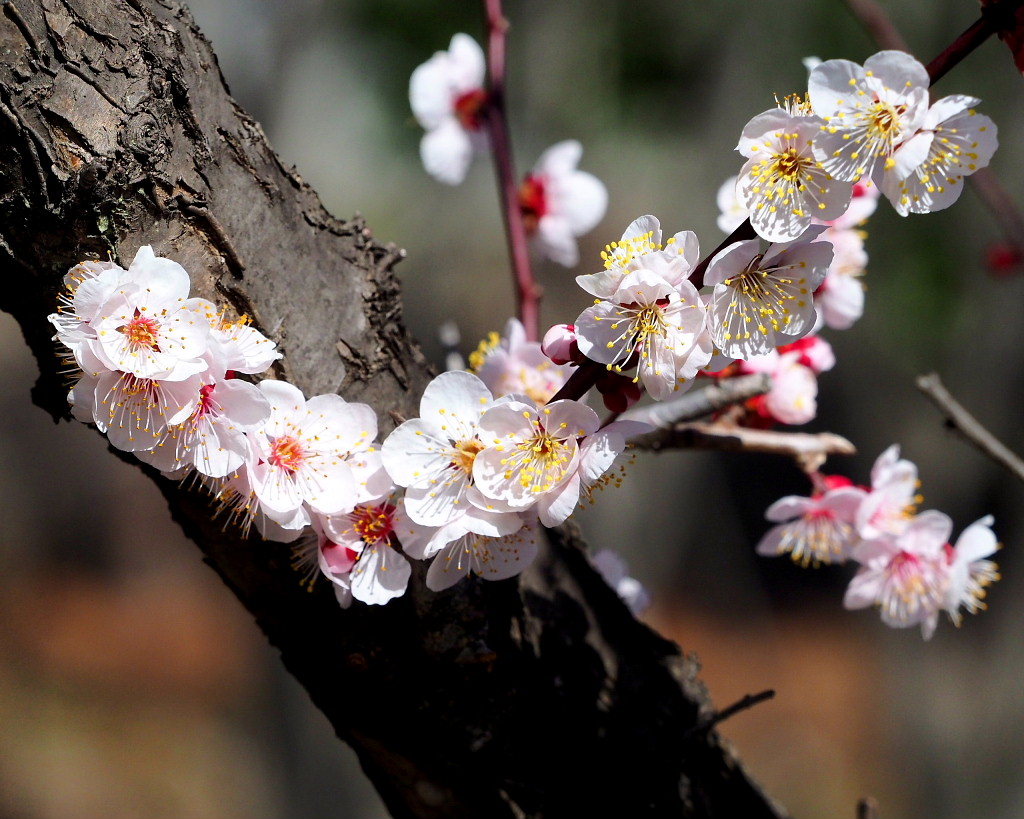 アンズの花をタップリと ほか_c0305565_17440298.jpg