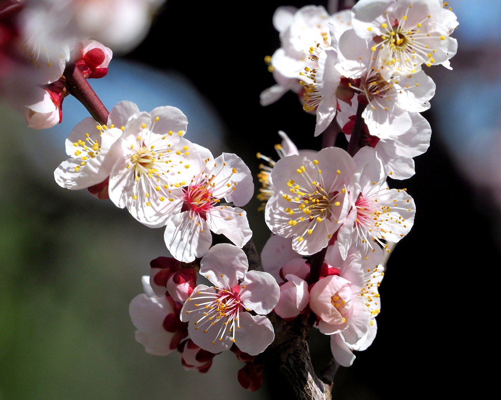 アンズの花をタップリと ほか_c0305565_17441586.jpg